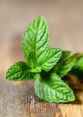 Image showing Fresh peppermint leaves