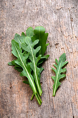 Image showing Fresh rucola