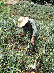 Image showing Farm worker