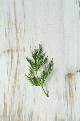 Image showing bunch of fresh  dill 