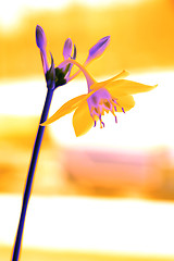 Image showing Orange Flower