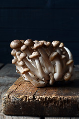 Image showing Shimeji mushrooms on wood