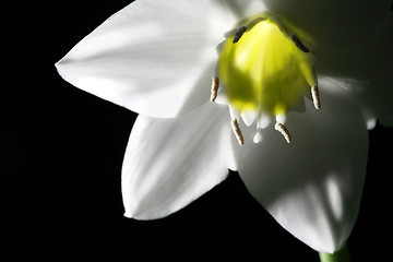 Image showing Flower - Torch