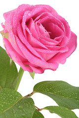 Image showing Flower Rose