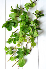 Image showing Fresh peppermint leaves