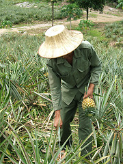 Image showing Pineapple plantation