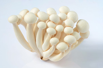 Image showing Shimeji mushrooms on white