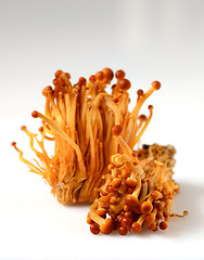 Image showing Shimeji mushrooms on white