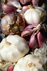 Image showing  raw pink garlic 