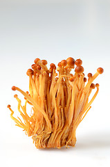 Image showing Shimeji mushrooms on white