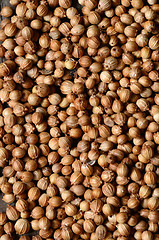 Image showing  Dried coriander seeds