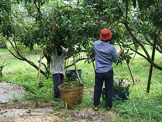 Image showing Fruit plantation