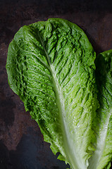 Image showing romaine lettuce