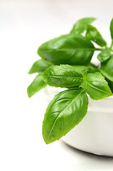 Image showing Fresh basil leaves