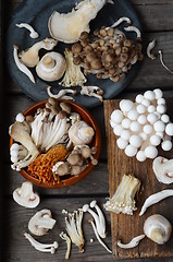 Image showing Variety of Mushrooms