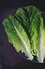 Image showing romaine lettuce