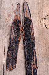 Image showing vanilla pods 