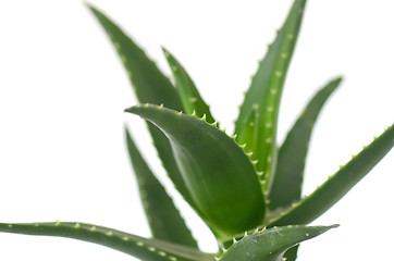 Image showing Aloe vera leaves 