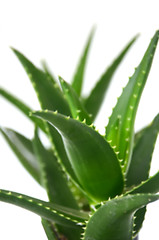 Image showing Aloe vera leaves 