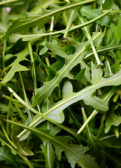 Image showing Fresh rucola