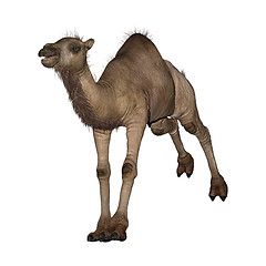 Image showing Dromedary or Arabian Camel