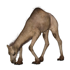 Image showing Dromedary or Arabian Camel