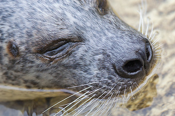 Image showing Phoca vitulina, European common seal in the water