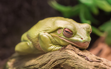 Image showing Litoria Caerulea, Australian green tree frog resting