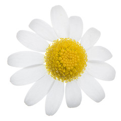 Image showing Daisy flower