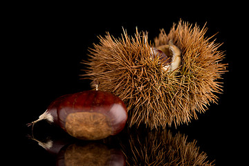 Image showing Chestnuts on a black reflective background