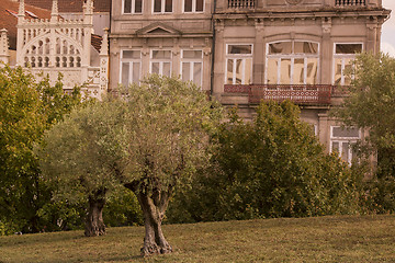 Image showing EUROPE PORTUGAL PORTO RIBEIRA OLIVE TREE