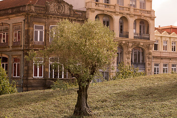 Image showing EUROPE PORTUGAL PORTO RIBEIRA OLIVE TREE