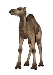 Image showing Dromedary or Arabian Camel