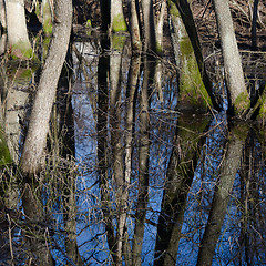 Image showing Tree trunks in flood waters  