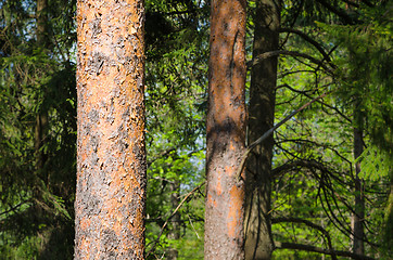 Image showing Trunks of pine trees on the background of the forest