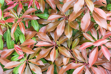 Image showing Background of green and red leaf.