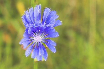 Image showing Flower of chicory.