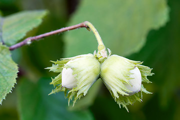 Image showing Hazelnuts on the branch.