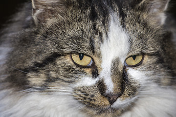 Image showing Portrait of beautiful cat