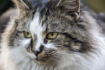 Image showing Portrait of beautiful cat