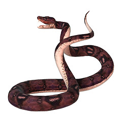 Image showing Anaconda Snake on White