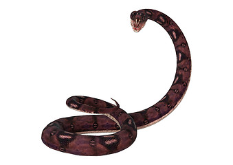 Image showing Anaconda Snake on White