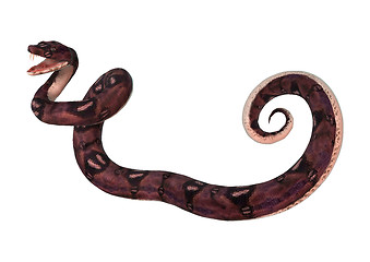 Image showing Anaconda Snake on White