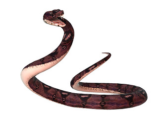 Image showing Anaconda Snake on White