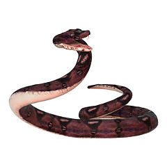 Image showing Anaconda Snake on White