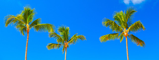 Image showing Tropical palm.