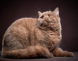 Image showing Portrait of british short hair cat