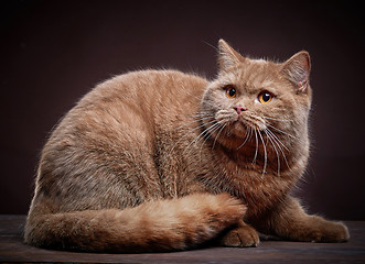 Image showing Portrait of british short hair cat