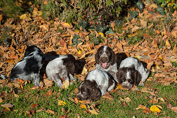 Image showing English Cocker Spaniel puppy