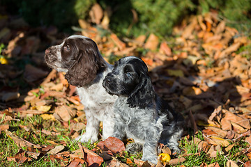 Image showing English Cocker Spaniel puppy